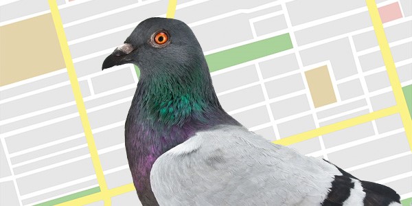 Google Pigeon